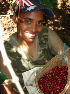 Veronica Babo picking coffee beans