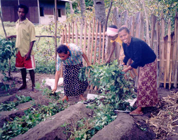 Timorese women gardening