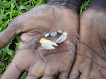 A small crab in an outstretched palm