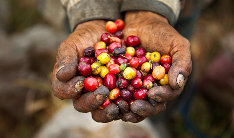 Raw coffee beans in hands