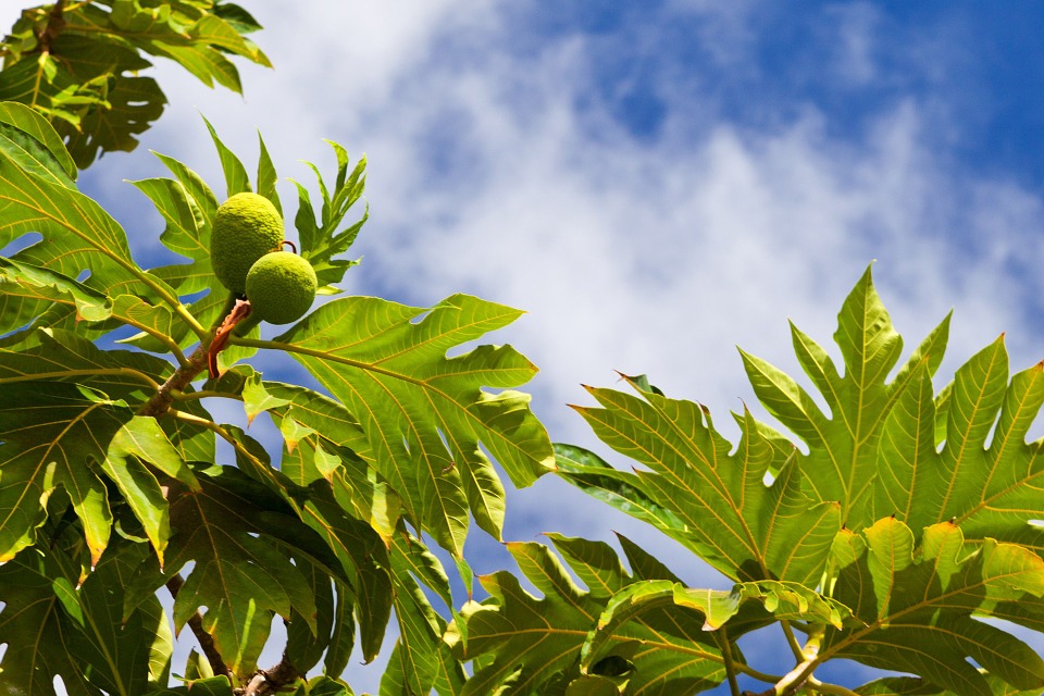 Breadfruit plant against blue sky