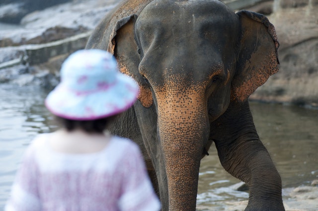 Woman facing Asian elephant