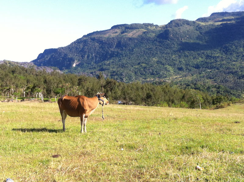 Field in Hatubuilico with cow